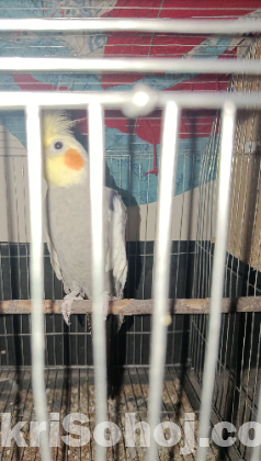 Adult Male Cokatiel For sale